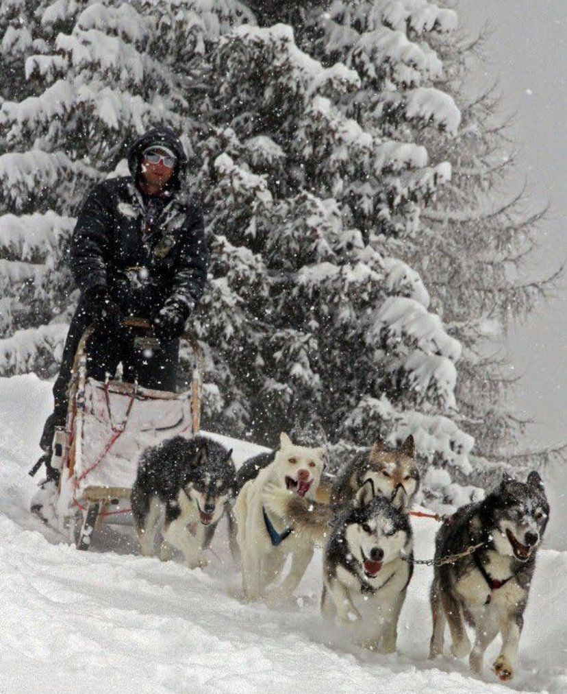 Un uomo tira una slitta trainata da cani husky nella neve