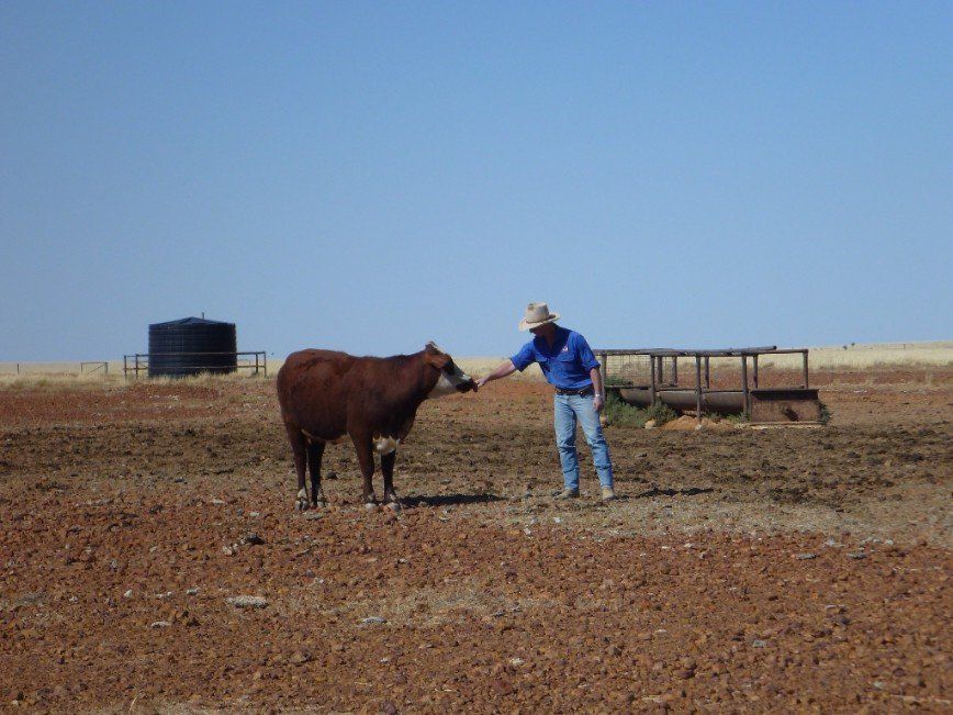 cow and man