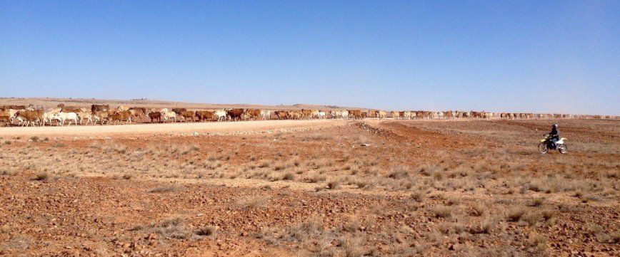 View of an open dry land
