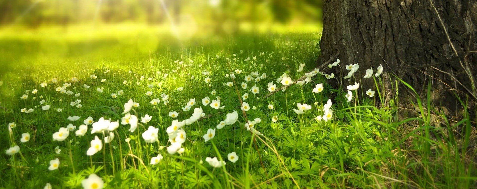 What is a Memorial Service tree in Field