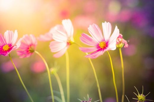 Pink Flowers - Obituaries and Tributes