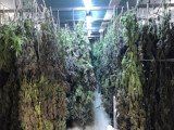 Hemp plants drying in Eco Logic Dry Kiln