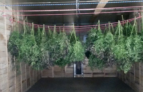 Hemp drying in Eco Logic Dry kiln