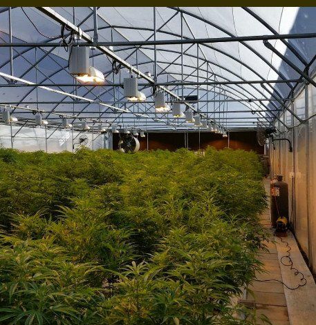 Hemp grow in Southern Africa