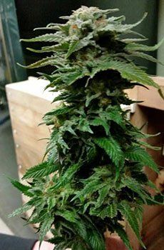 Marijuana plant