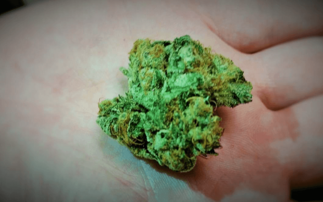 Marijuana wet trim dried in Ecologic Dry Kiln
