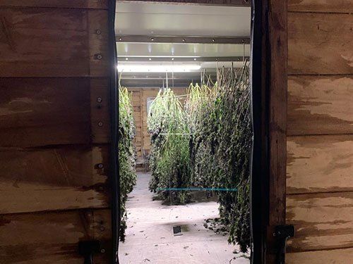 Kiln with hemp plants loaded for drying in Southern Africa