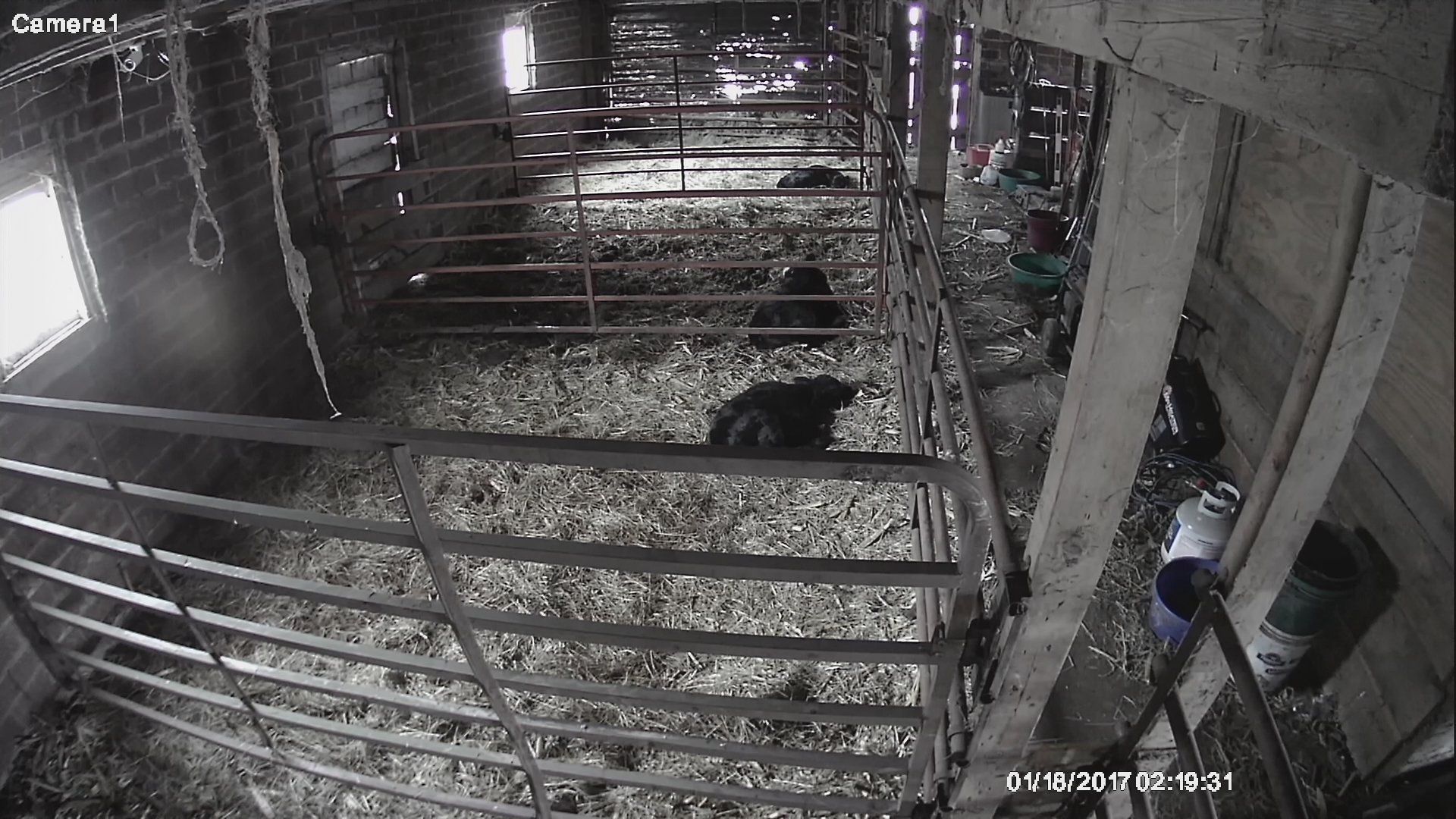 calving small