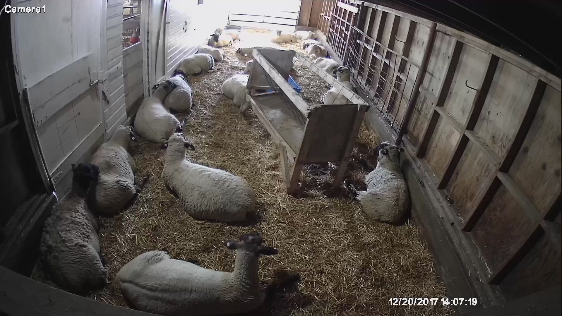 sheep small