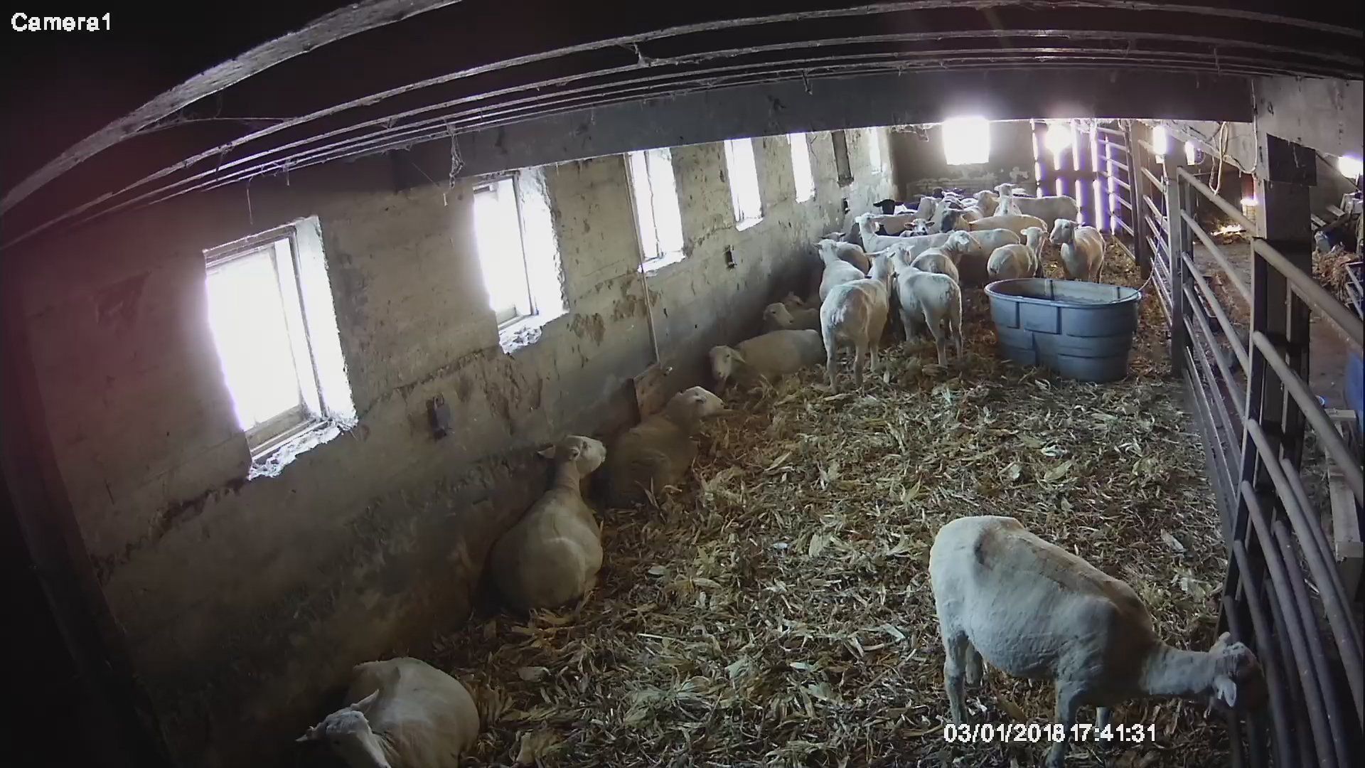 sheep small