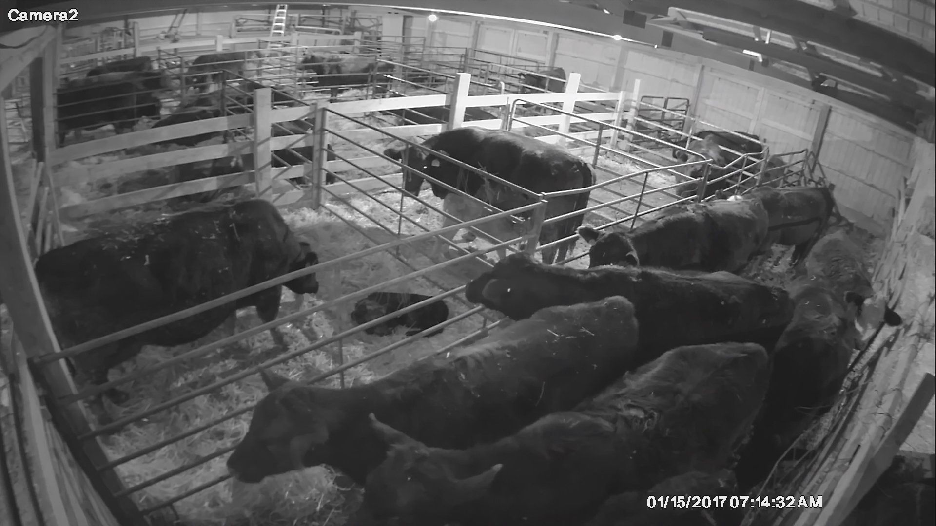 cattle