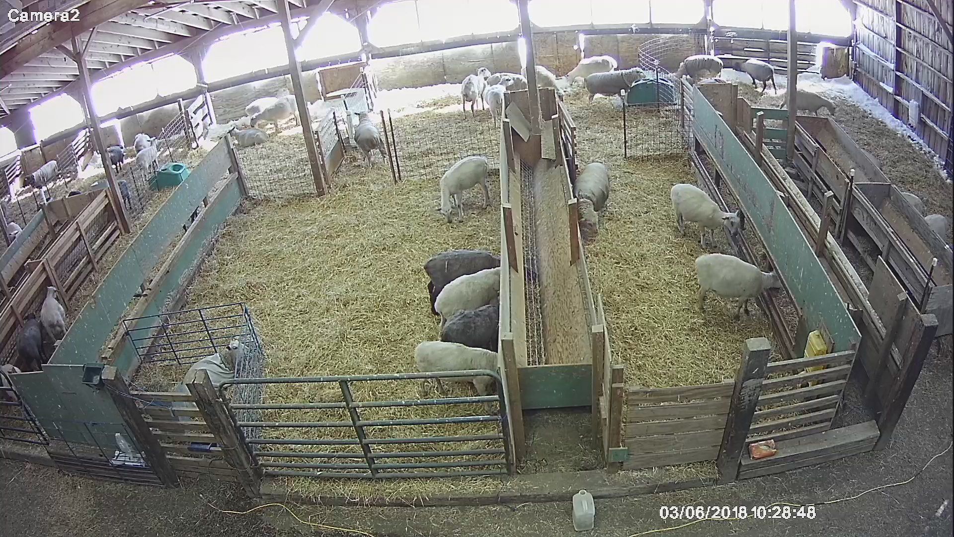 sheep barn