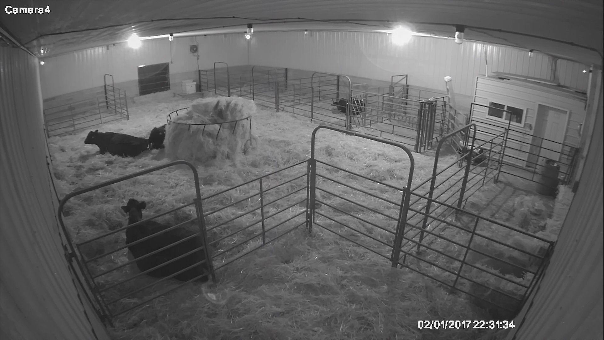 cattle barn
