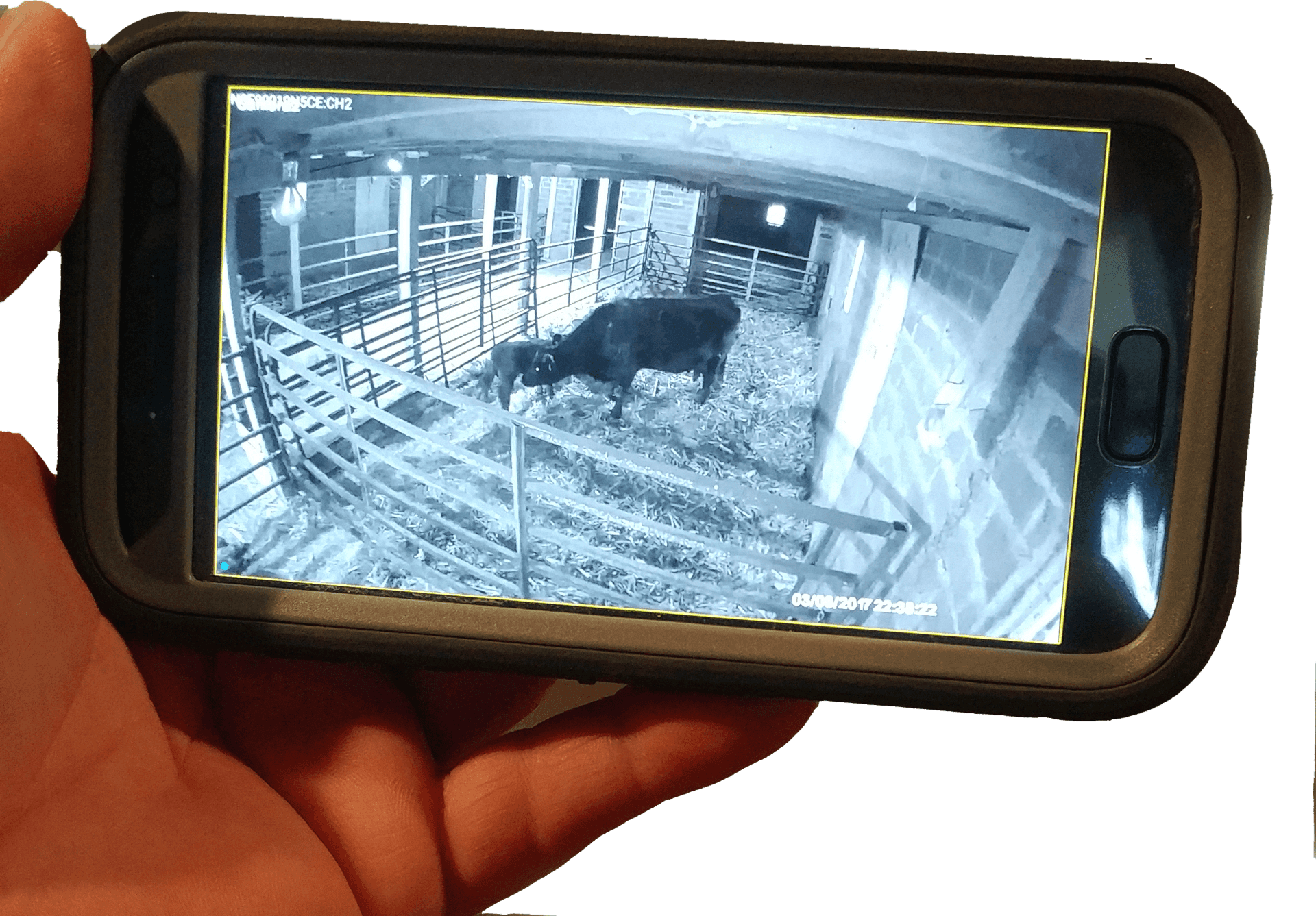 phone cow