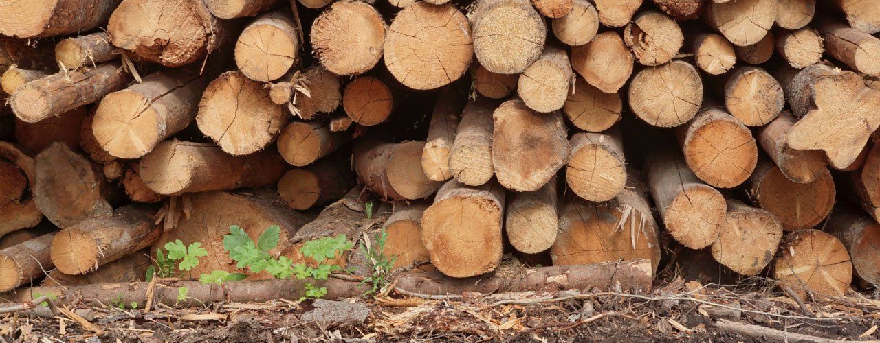 logs