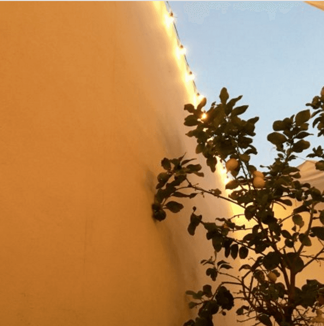 albero in giardino