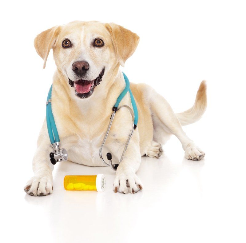farmaci per cani