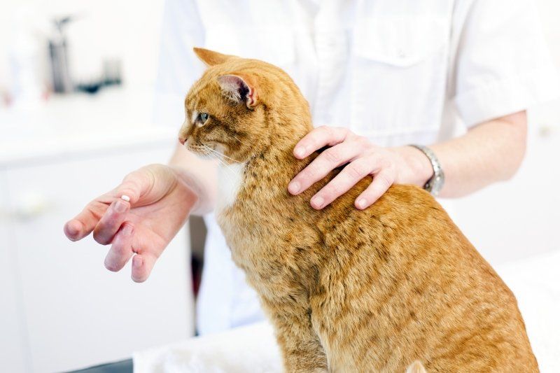 farmaco per gatto