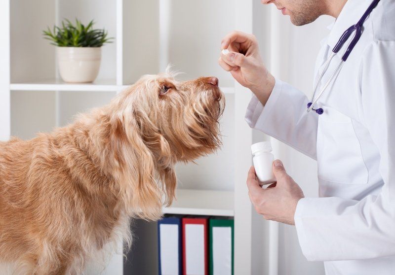 somministrazione di farmaco a un cane