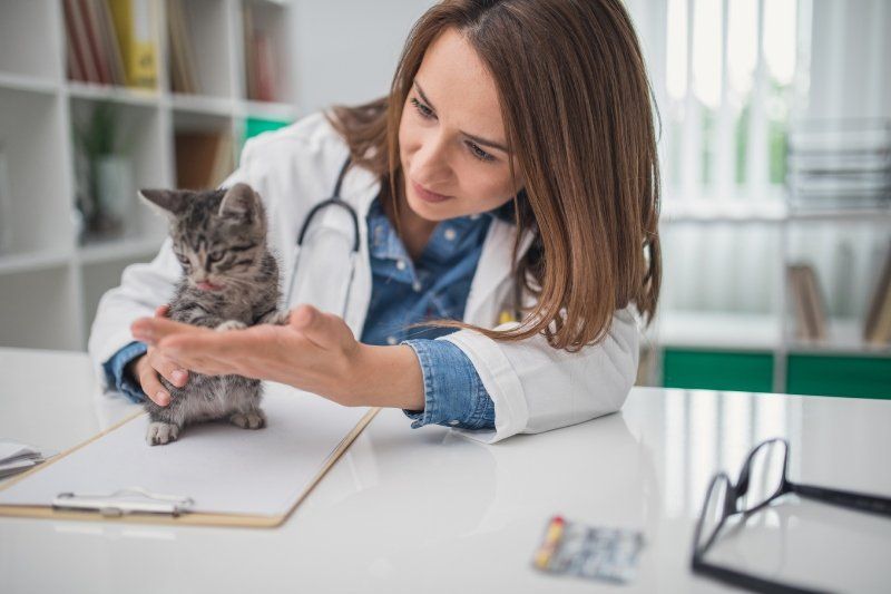 somministrazione di farmaco a un gatto