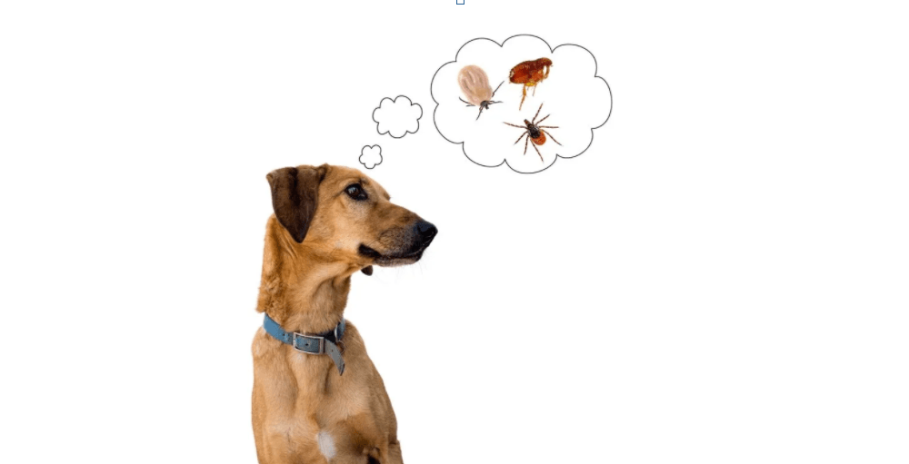 Dog Ticks Colorado