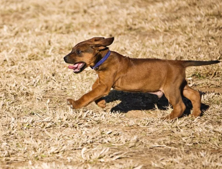 Running puppy