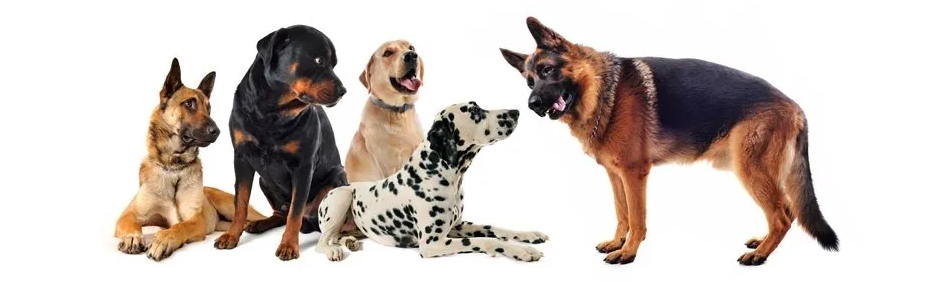 socializing dogs
