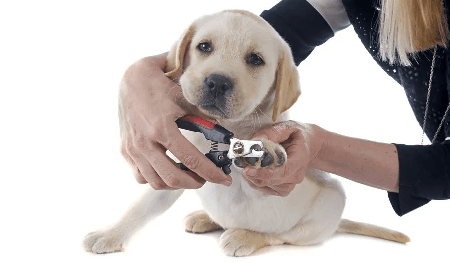 puppy nail clip
