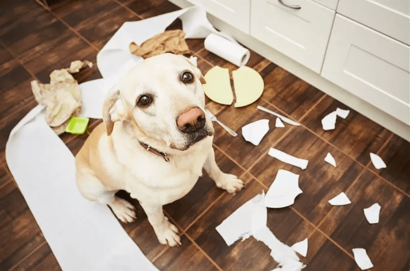 dog mess