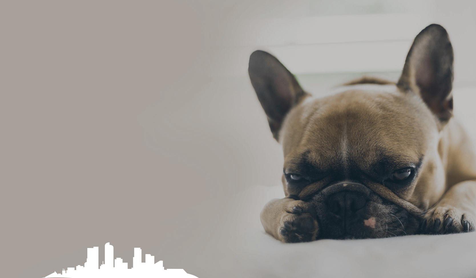 French bulldog resting, light brown fur, sad expression. Gray background, white city skyline.