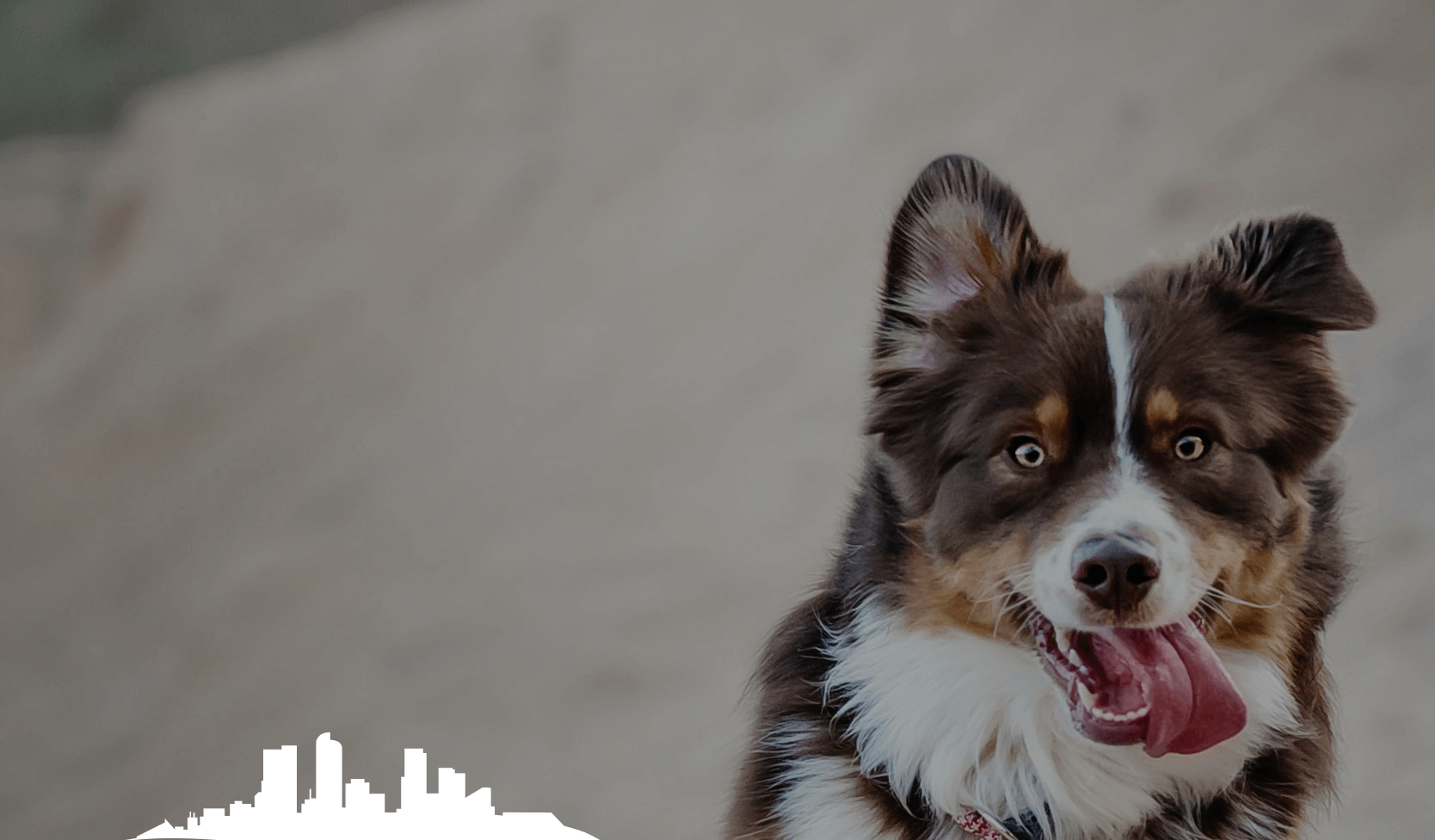 Australian Shepherd dog with brown and white fur, panting with tongue out.