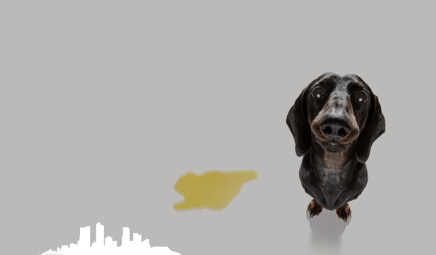 Dachshund sits by a puddle of urine on a gray surface; a city skyline silhouette appears in the lower left corner.