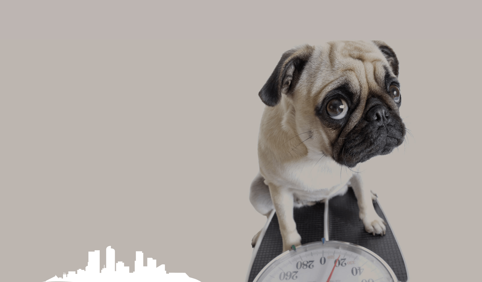 Pug on a scale, looking concerned against a gray background.