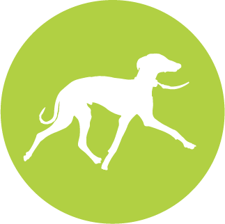 Dog Walking Service