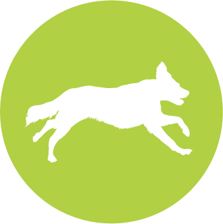Denver Dog Running