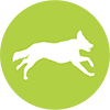 Denver Dog Running