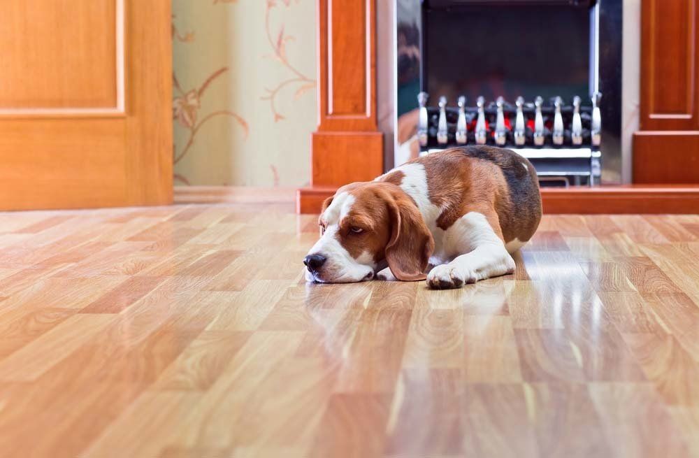 Dog sleeping on Laminate floor