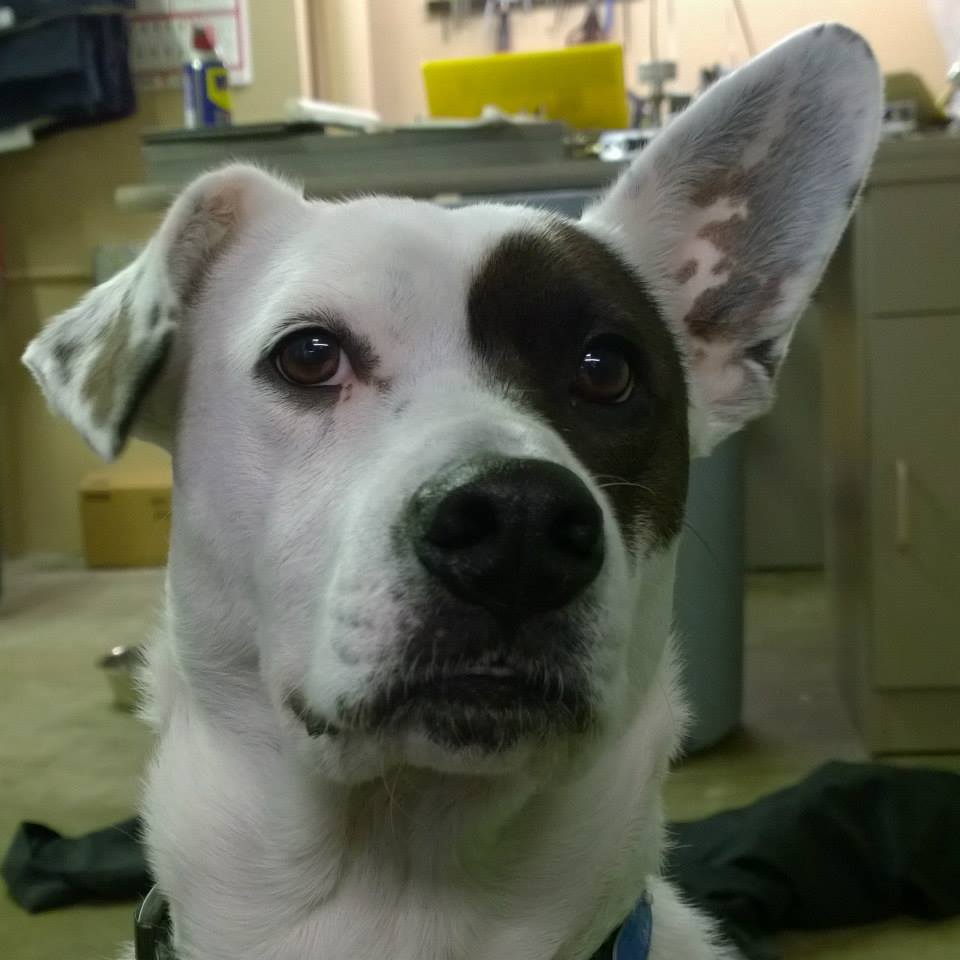 Cute Dog — Wilmington, NC — A-1 Safe & Lock