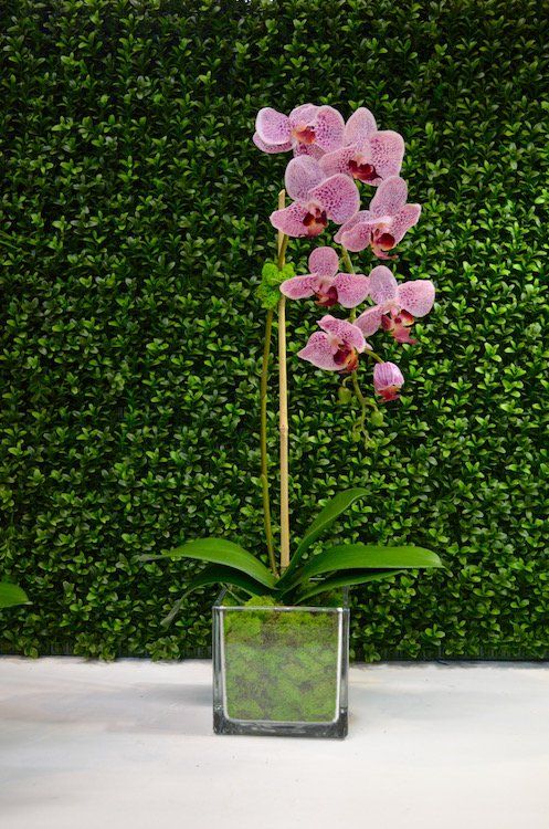 Orchids — Xl Leopard Phalaenopsis in Wellington, FL