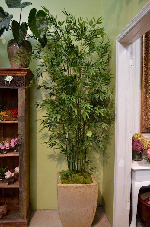 Flower — Double Mini Bamboo Tree in Wellington, FL
