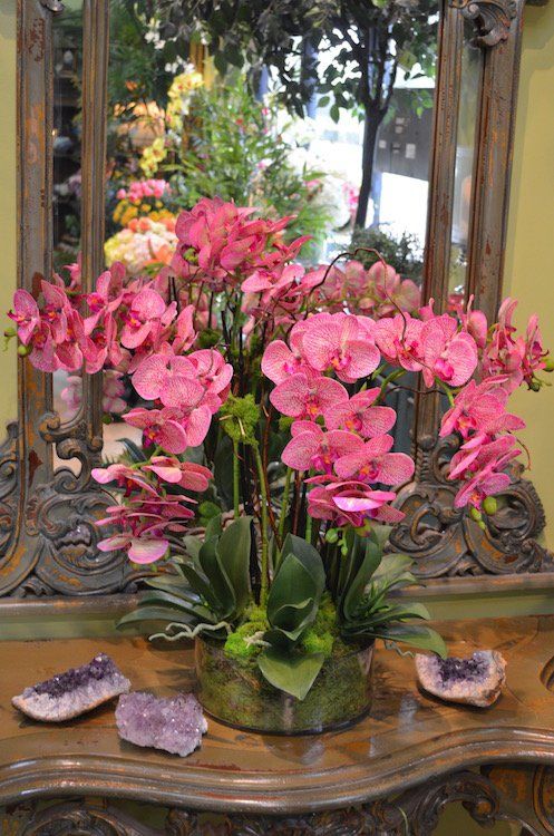 Orchids — Xl Fiji Phalaenopsis X6 in Wellington, FL