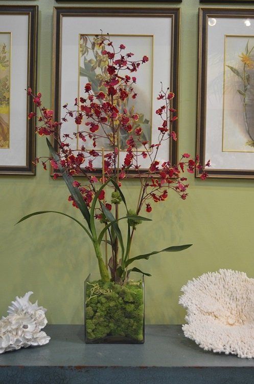 Orchids — Xl Hybrid Oncidium in Wellington, FL