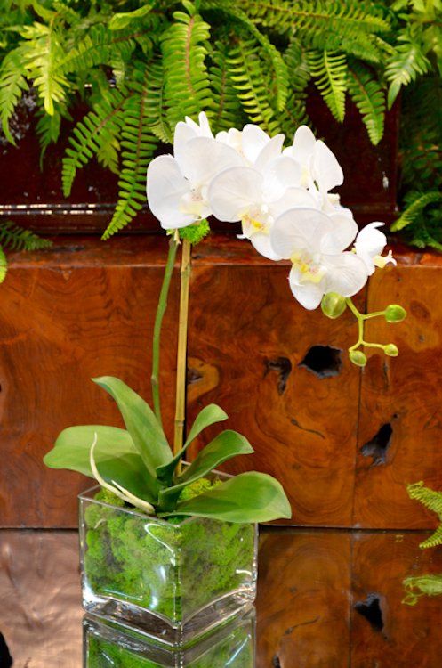 Orchids — Medium Phalaenopsis X1 in Wellington, FL