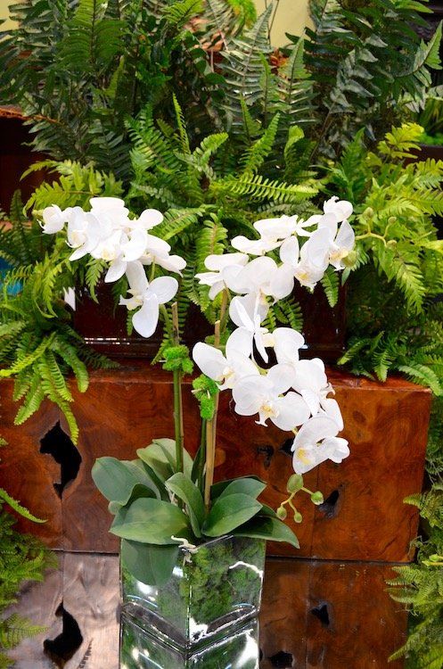 Orchids — Medium Phalaenopsis X3 in Wellington, FL