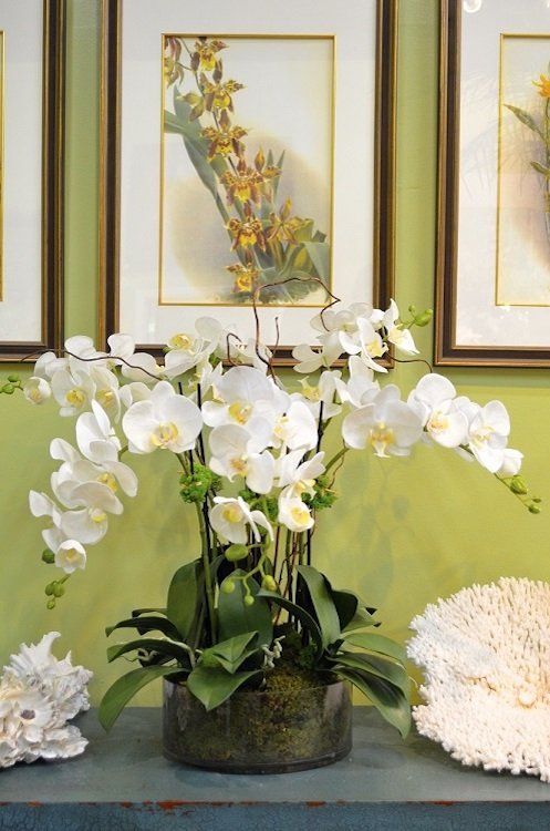Orchids — Medium Phalaenopsis X6 in Wellington, FL