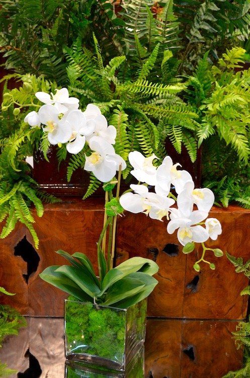 Orchids — Medium Phalaenopsis X2 in Wellington, FL