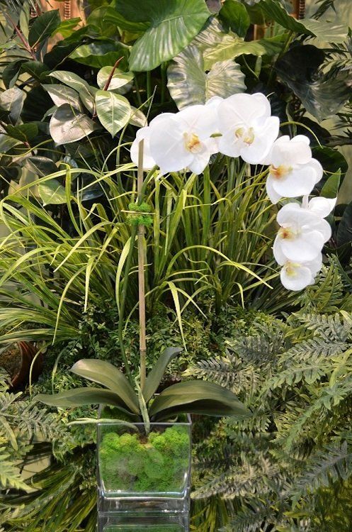 Orchids — Phalaenopsis Grand X1 in Wellington, FL