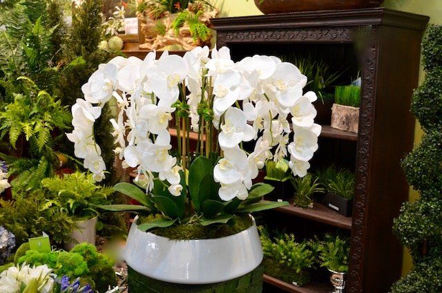 Orchids — Phalaenopsis Grand X7 in Wellington, FL