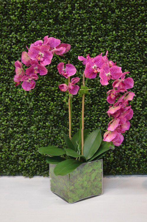 Orchids — Spotted Fiji Phal Mix in Wellington, FL