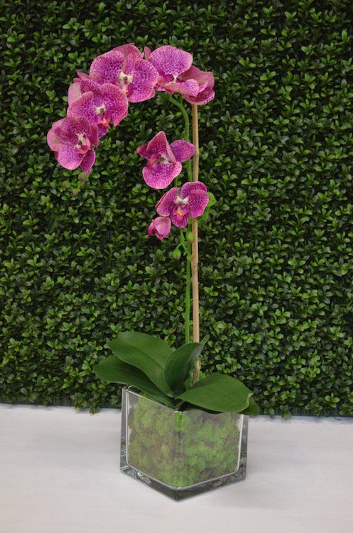 Orchids — Spotted Fiji Grand Split Stem in Wellington, FL
